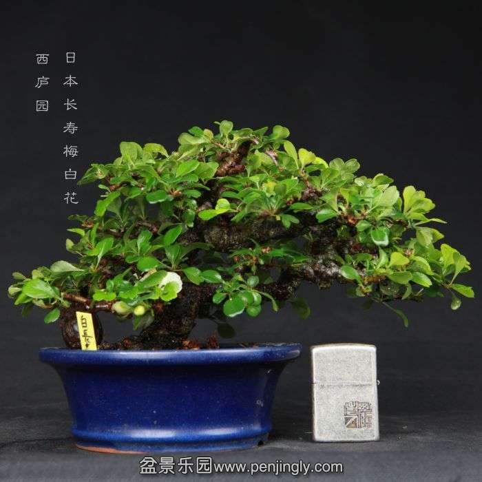 bonsai15050208.jpg