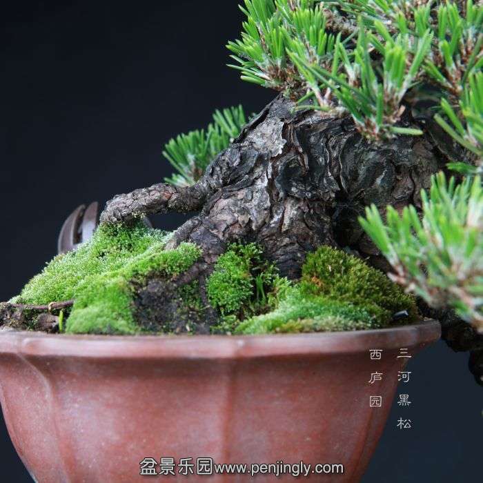 bonsai15050203.jpg