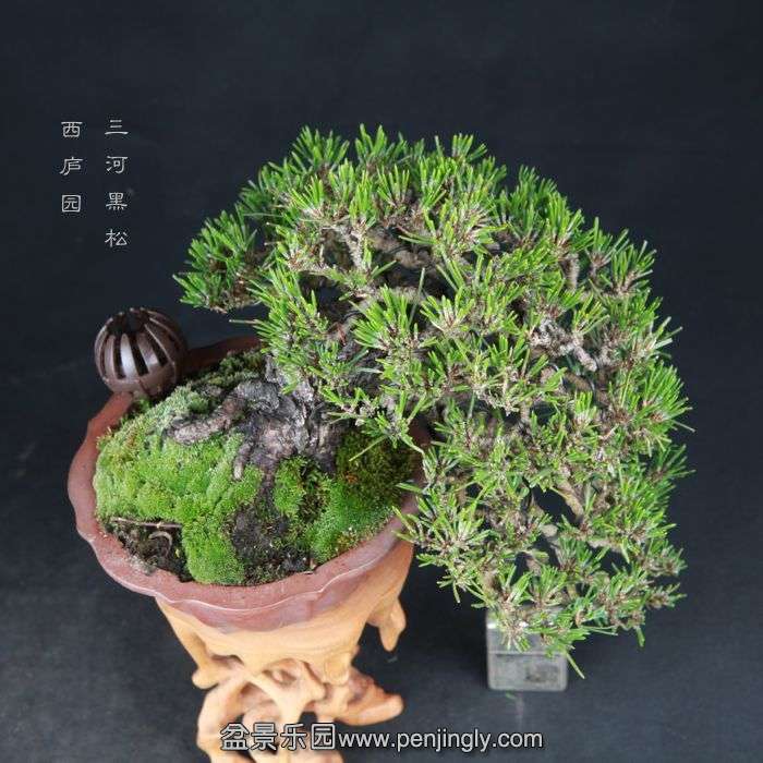 bonsai15050202.jpg