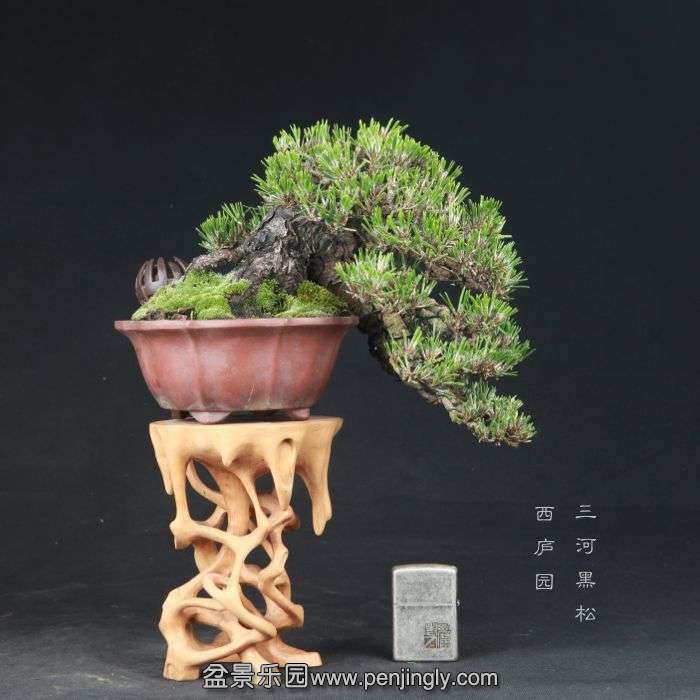 bonsai15050201.jpg