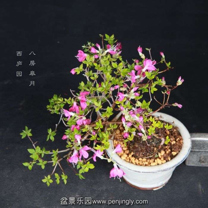 bonsai15050315.jpg