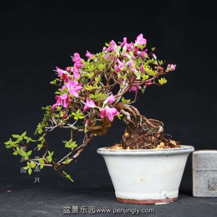 bonsai15050314.jpg