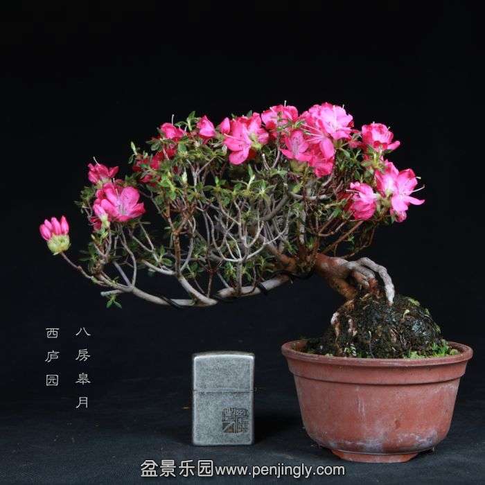 bonsai15050312.jpg