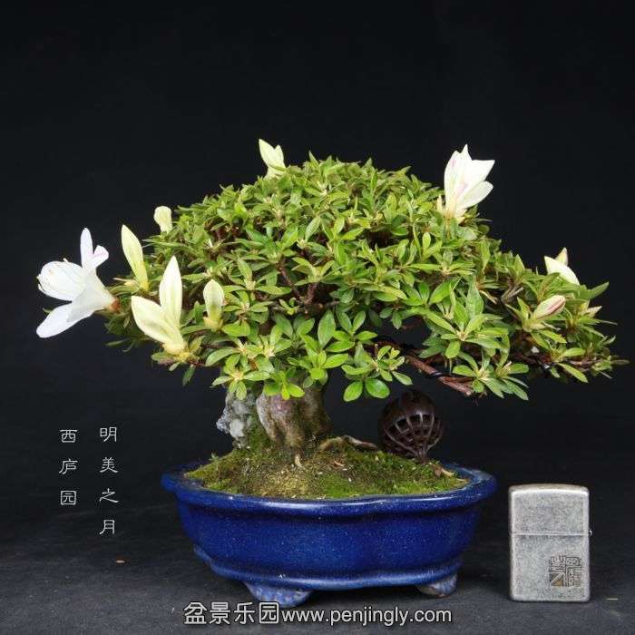 bonsai15050310.jpg