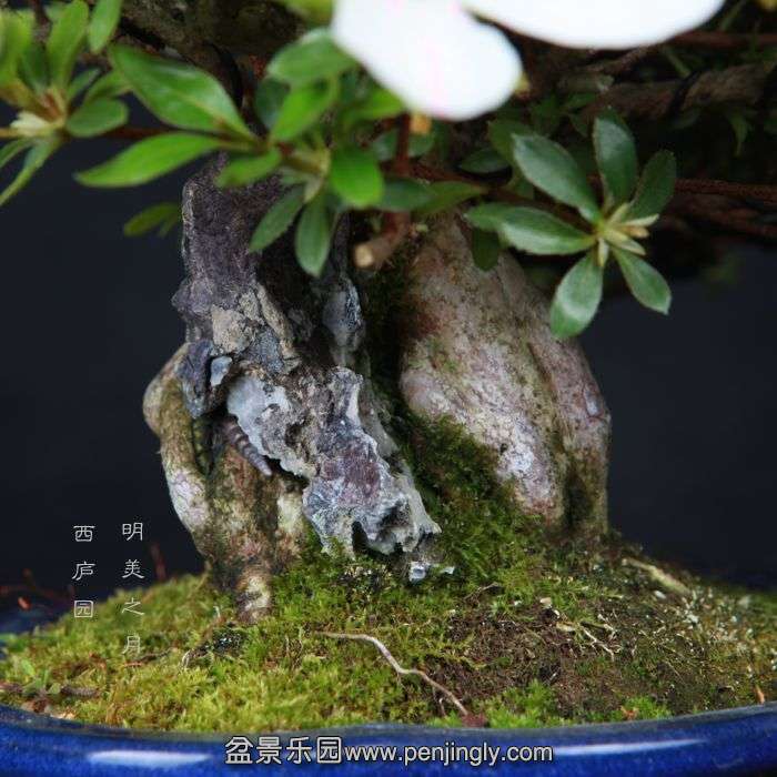 bonsai15050309.jpg