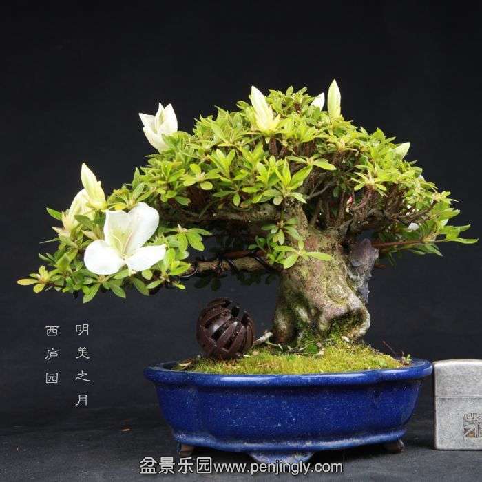 bonsai15050305.jpg