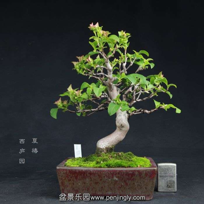 bonsai15050301.jpg