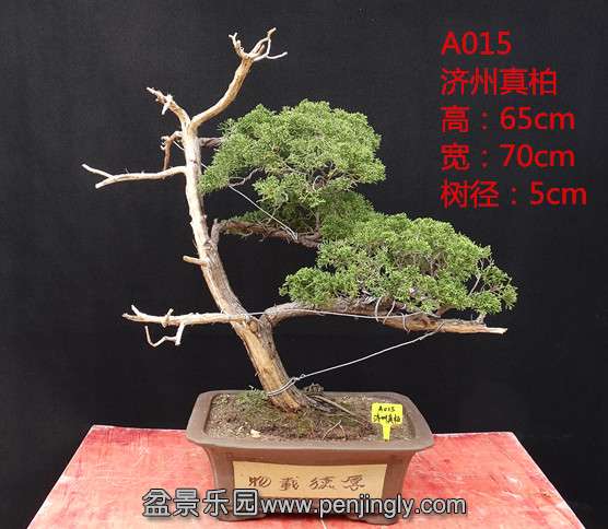 A015.jpg