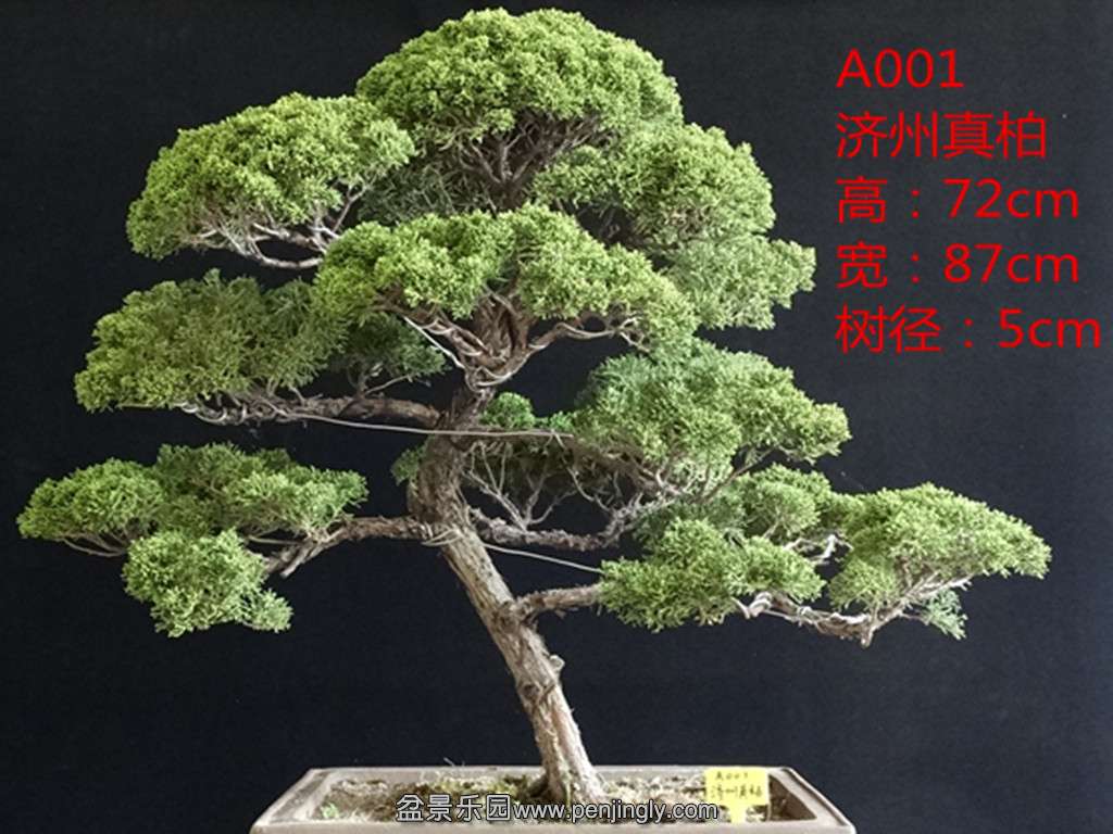 A001.jpg