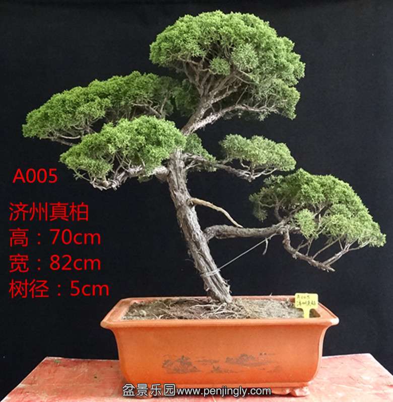 A005_.jpg