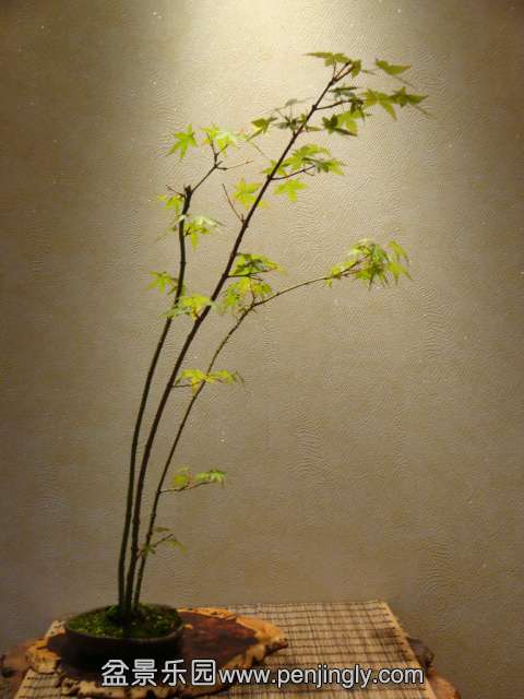 DSC00796.JPG