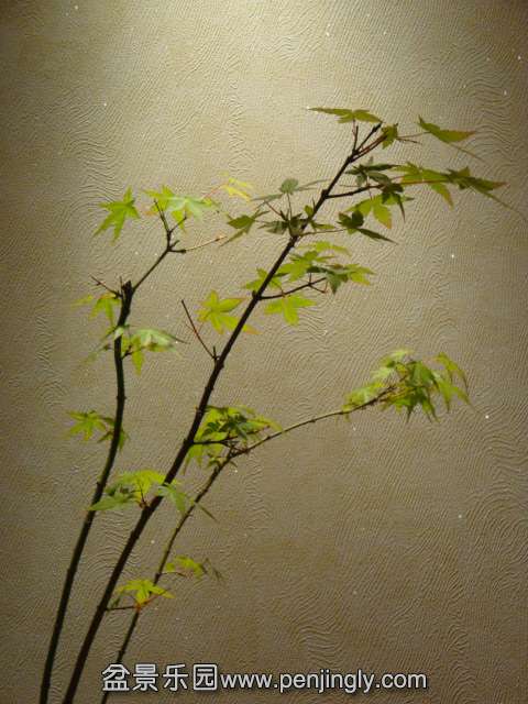 DSC00797.JPG