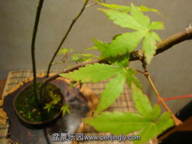 DSC00798.JPG