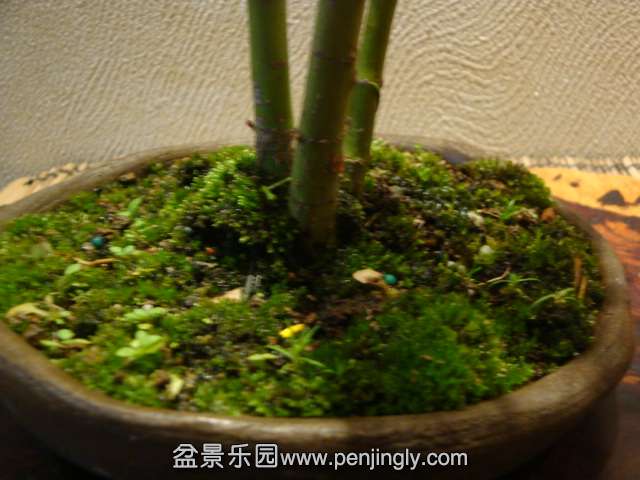 DSC00799.JPG