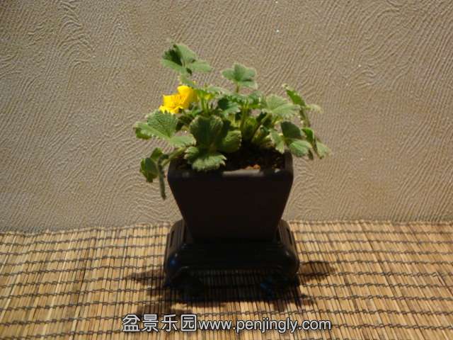 DSC00784.JPG