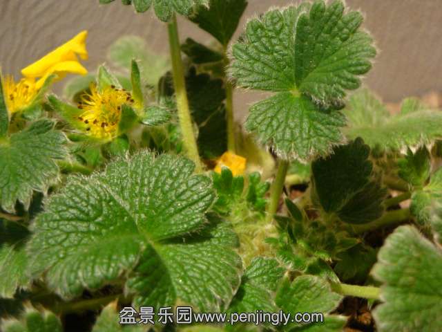 DSC00786.JPG