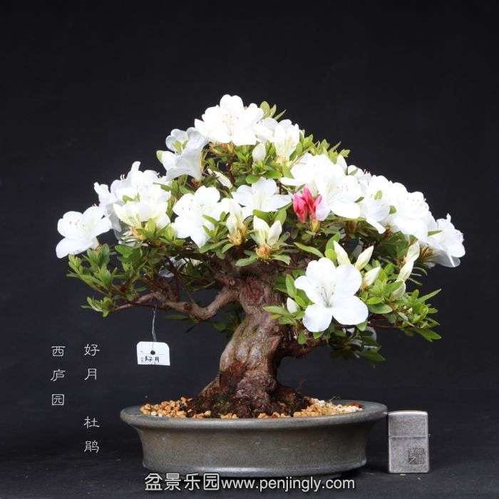 bonsai1505061.jpg