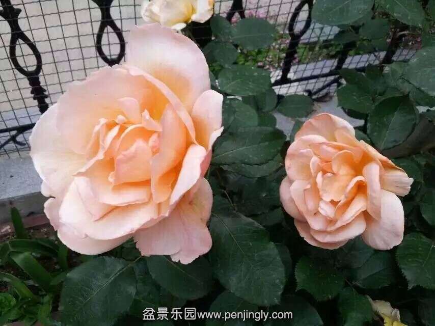 QQͼƬ20150507073310.jpg