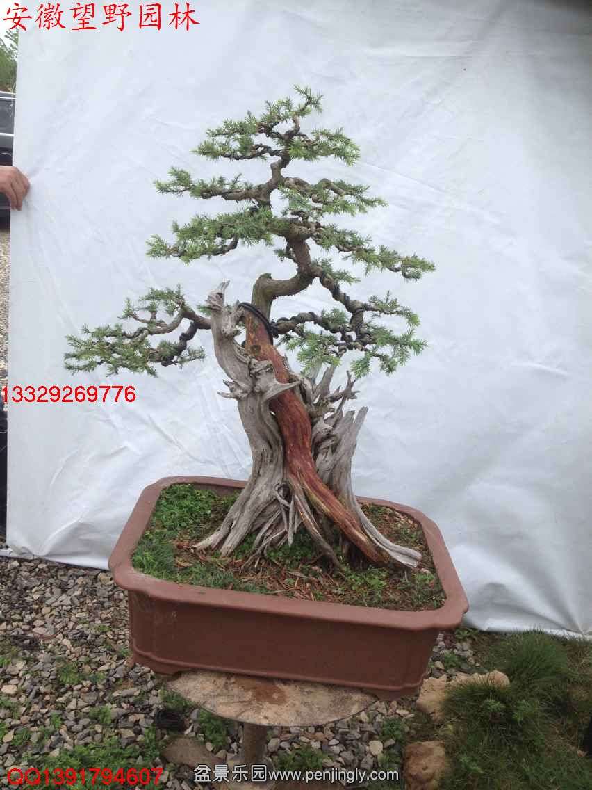 3DEC8EEB064B43F16D3B1DDC29C919DB.jpg