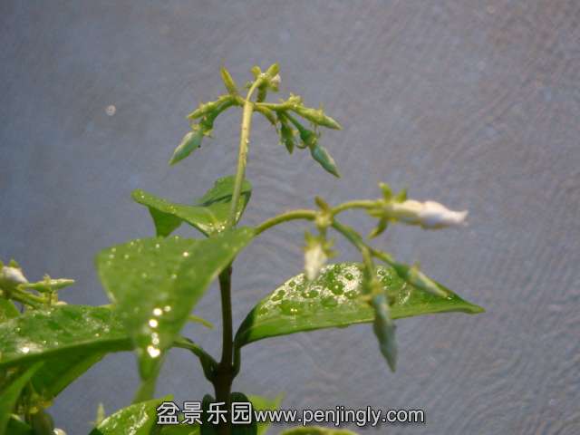 DSC00813.JPG