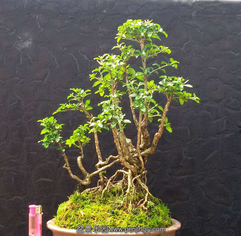 20150510_103700.jpg