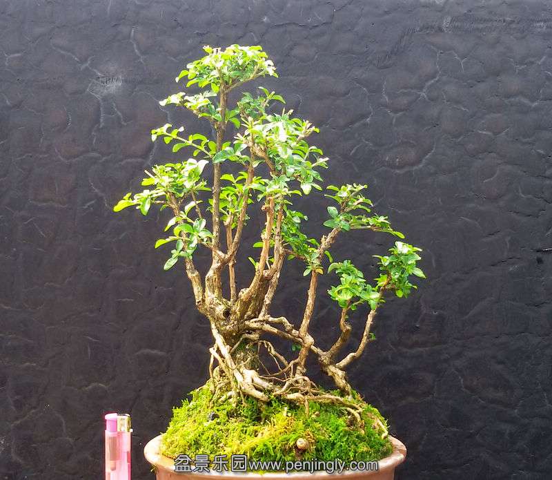 20150510_103647.jpg
