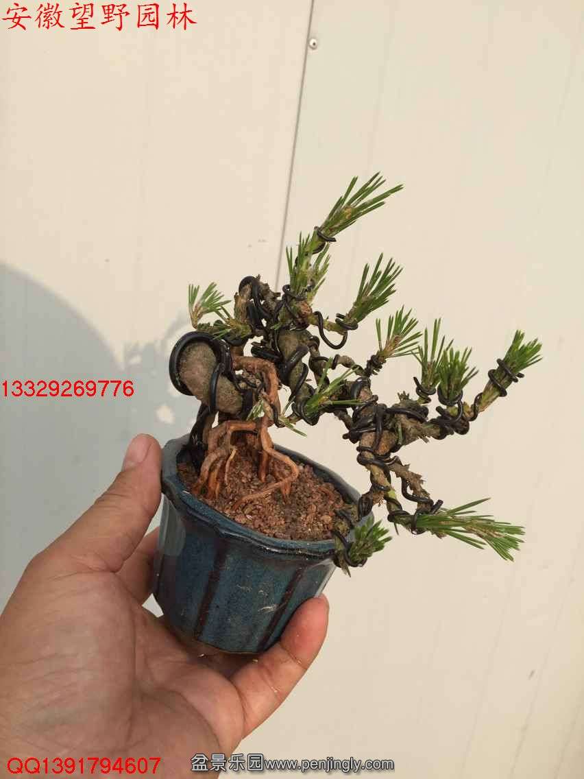 6E912EFD6EF6C60E6AEE7D5B7F1A80DE.jpg