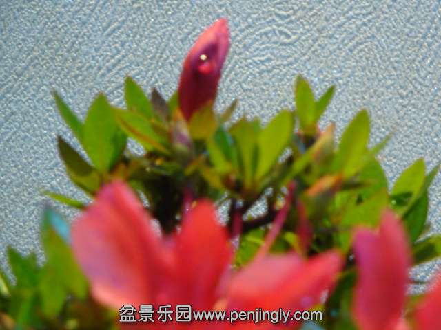 DSC00910.JPG