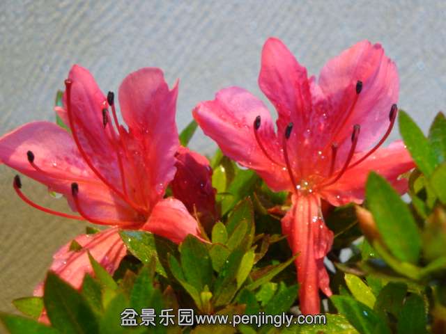 DSC00911.JPG