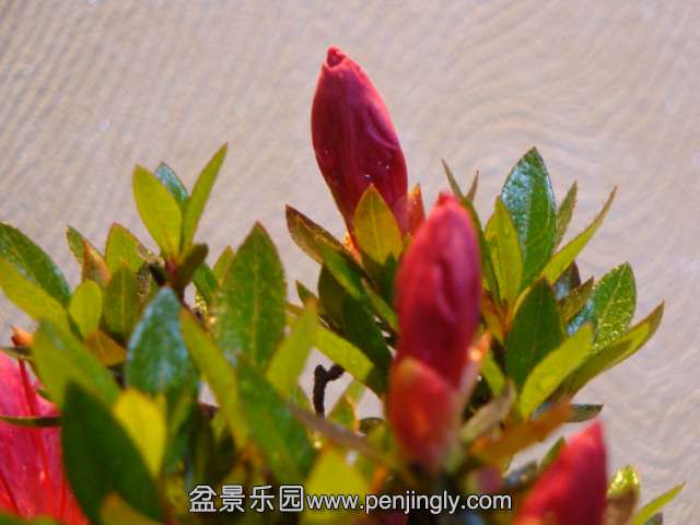 DSC00912.JPG