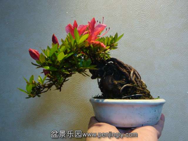 DSC00913.JPG