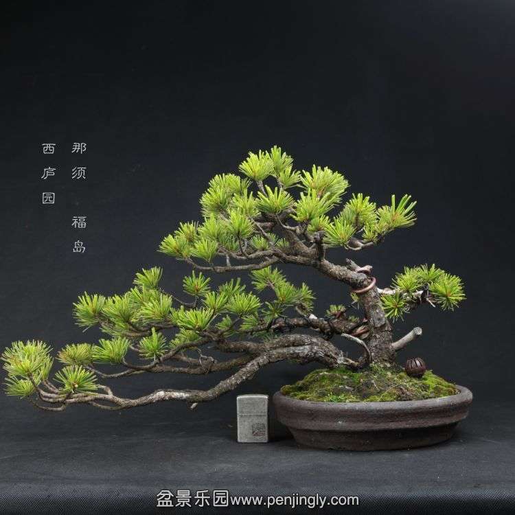 bonsai15051701.jpg