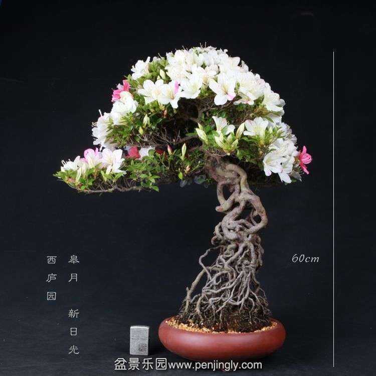 bonsai15051705.jpg