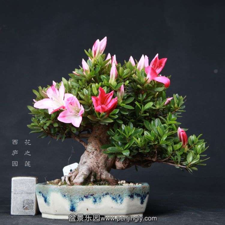 bonsai15051708.jpg