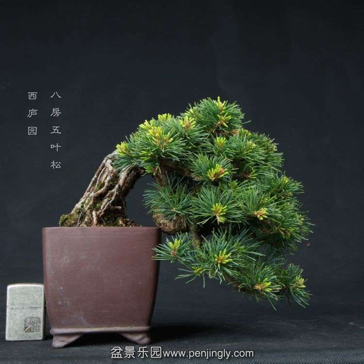 bonsai15051715.jpg