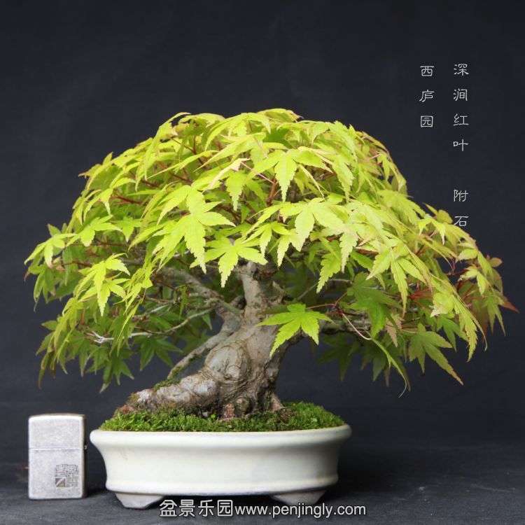 bonsai15051721.jpg