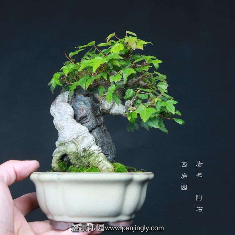 bonsai15051727.jpg