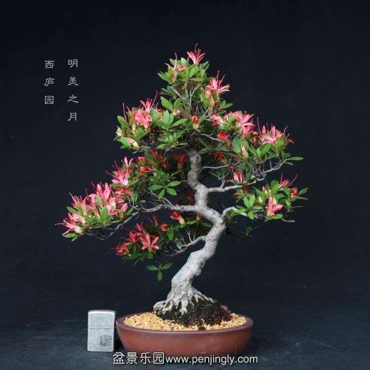 bonsai15051730.jpg