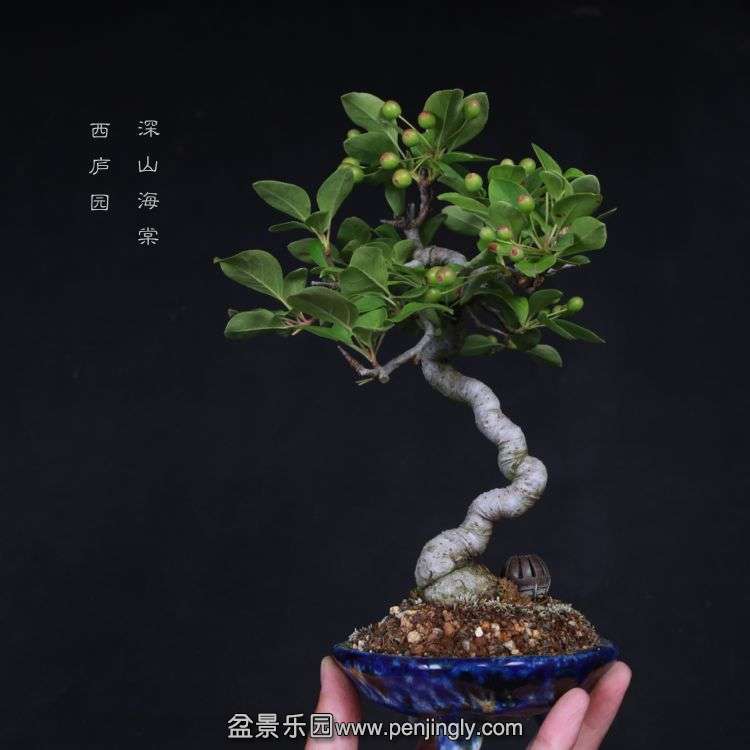 bonsai15051735.jpg