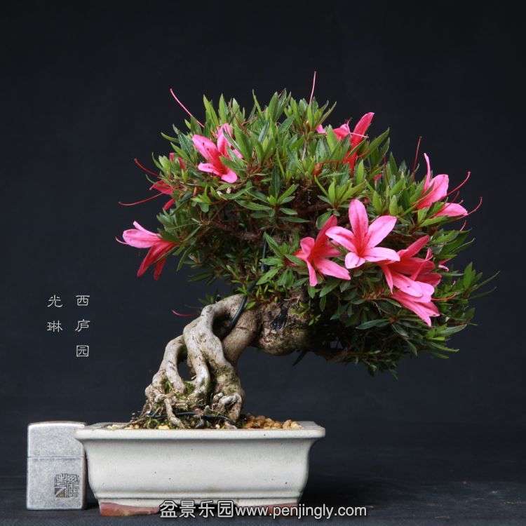 bonsai15051901.jpg