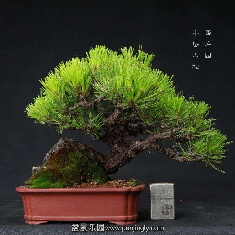 bonsai15051919.jpg