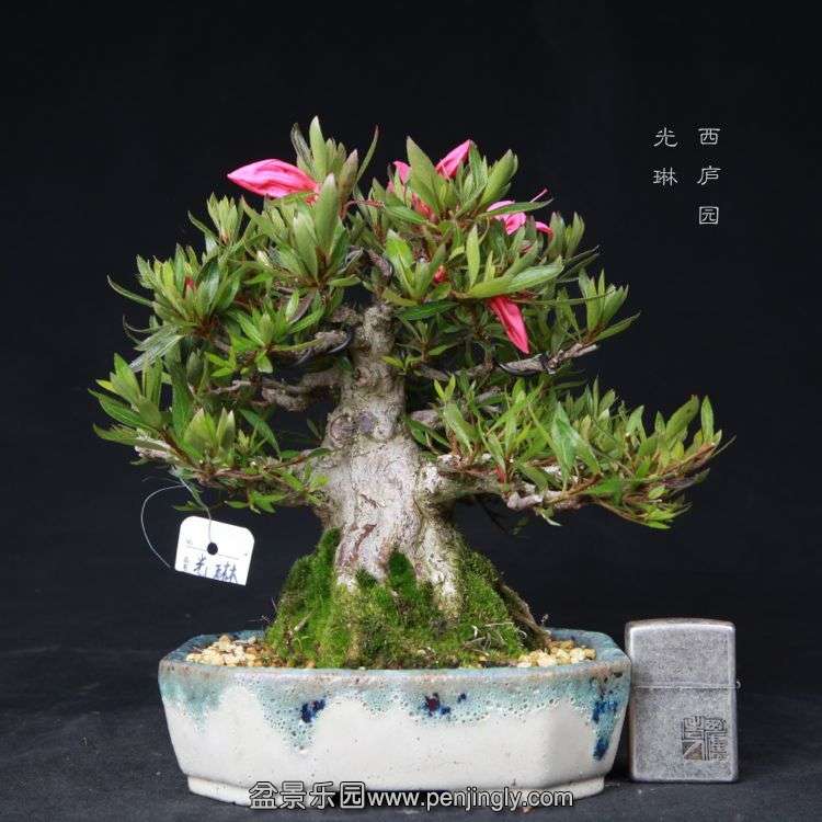 bonsai15051923.jpg