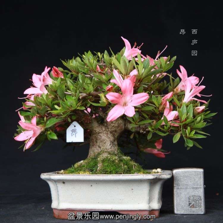 bonsai15051924.jpg