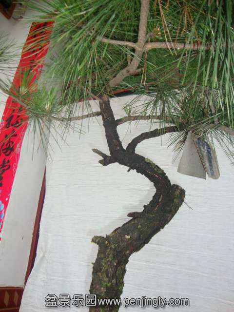 DSC03387_.jpg