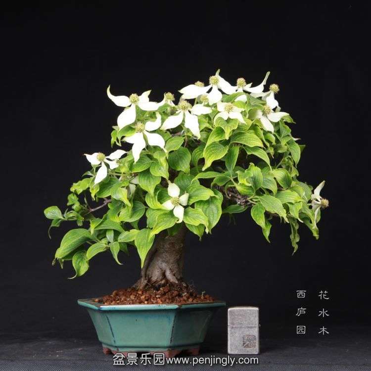 bonsai1505201.jpg