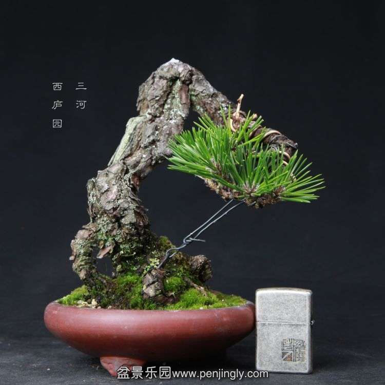 bonsai1505204.jpg