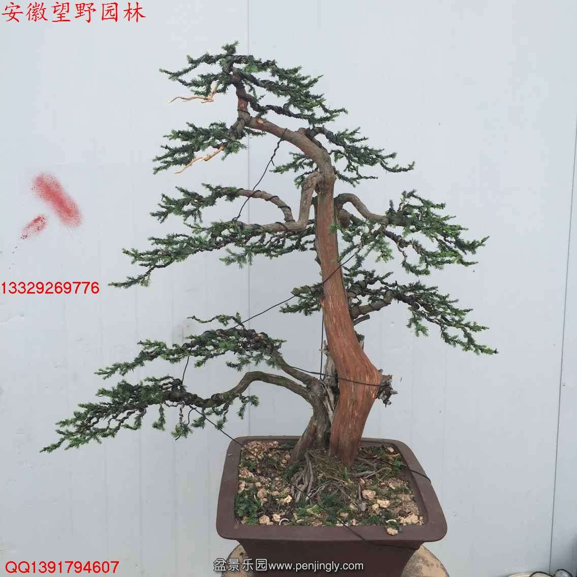 3D1A836A11567B94C35377C4466382DF.jpg