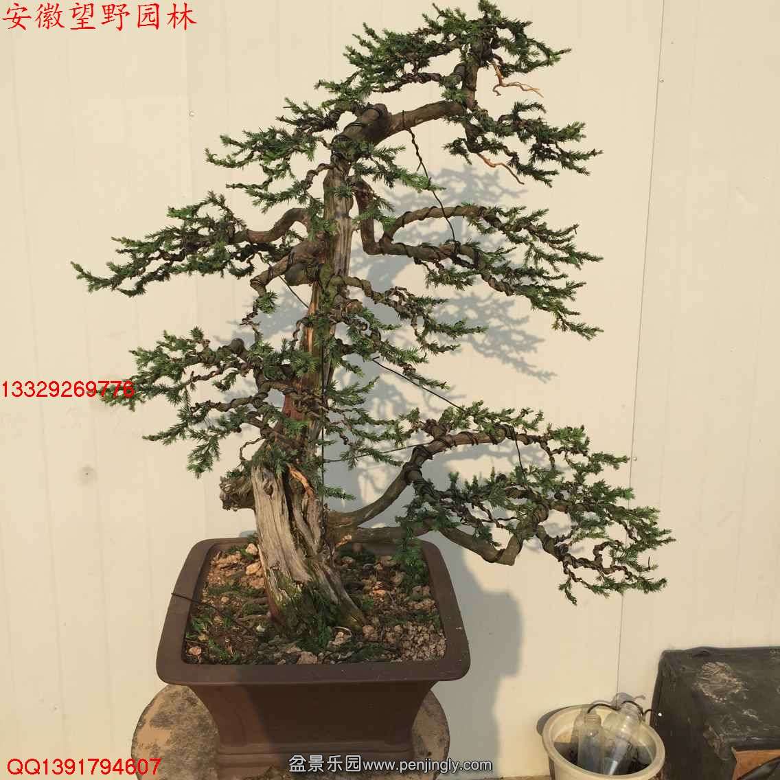 4EC2177B4E8873E18DEC21B1F32C8B26.jpg
