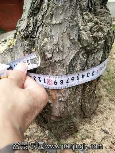 image.jpg