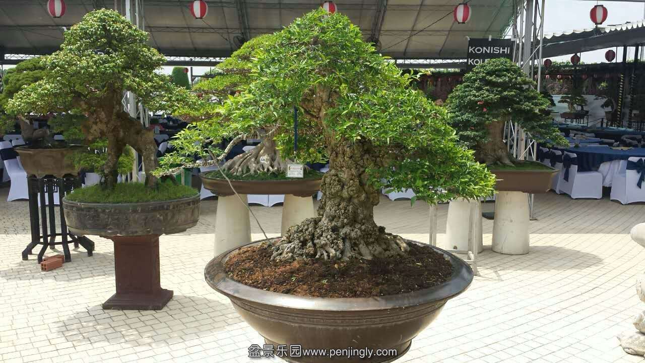 mmexport1433413225290.jpg